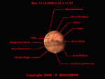 mars_14102005texte.jpg (20239 octets)